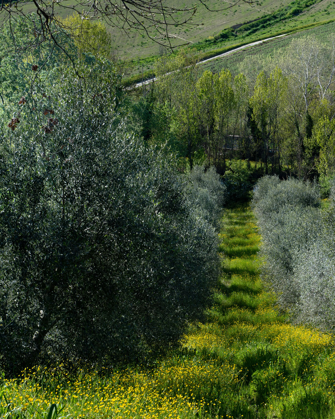Photos of olive groves in the Marche region of Italy
